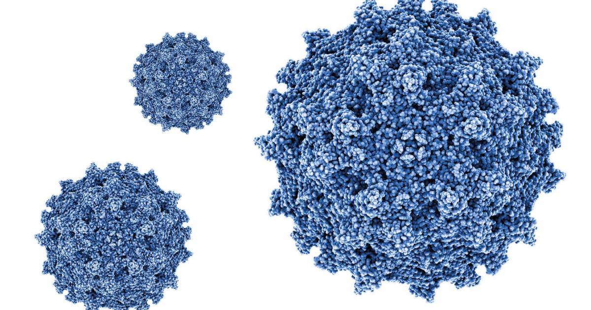 Viral Vectors Quality Assistance Viral Vectors Quality Assistance